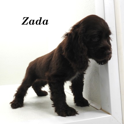 puppy, for, sale, Cocker Spaniel, Joe & Cherri  Overlease, dog, breeder, Miller, MO, dog-breeder, puppy-for-sale, forsale, nearby, find, puppyfind, locator, puppylocator, aca